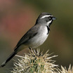 Emberizine Sparrows and Allies